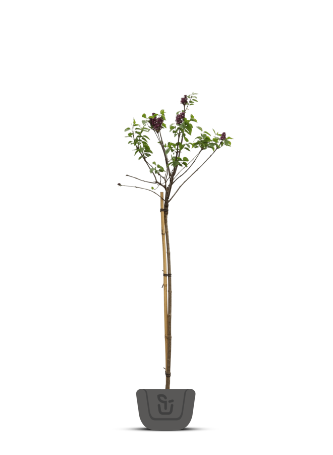 Sering op stam | Syringa in soorten