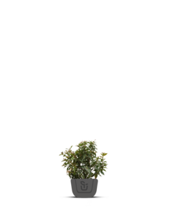 Sneeuwbal | Viburnum tinus