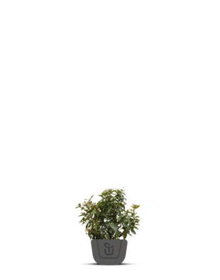 Sneeuwbal | Viburnum tinus