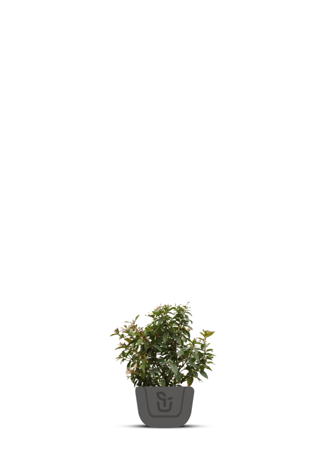 Sneeuwbal | Viburnum tinus