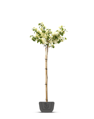 Viburnum opulus 'Roseum'