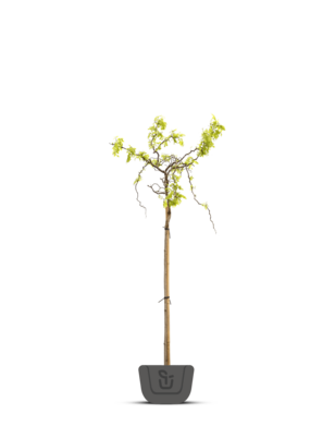 Kronkel acacia | Robinia Twisty Baby
