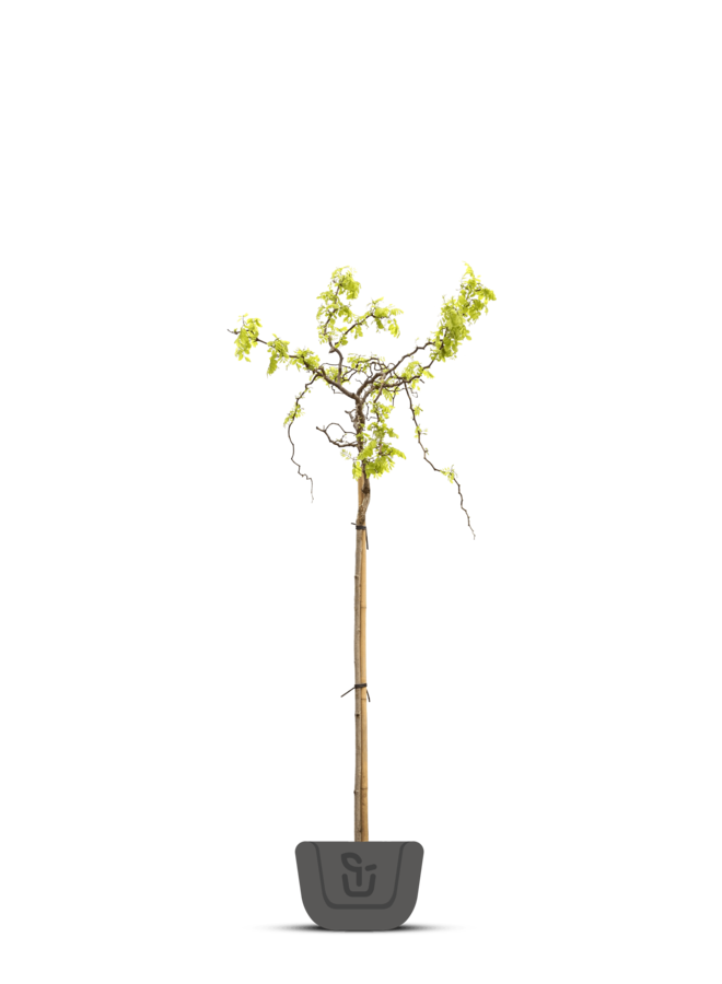 Kronkel acacia | Robinia Twisty Baby
