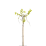 Kronkel acacia | Robinia Twisty Baby