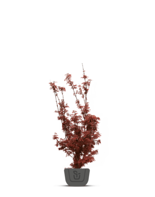 Japanse esdoorn | Acer palmatum Skeeters Broom