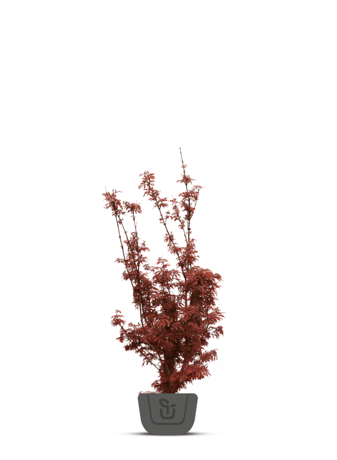 Japanse esdoorn | Acer pal. Skeeters Broom