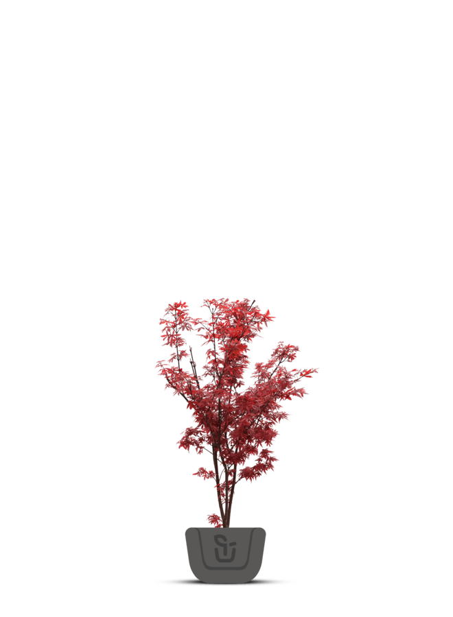 Japanse esdoorn | Acer pal. Jerre Schwartz