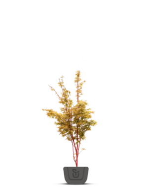 Japanse esdoorn | Acer palmatum Sangokaku