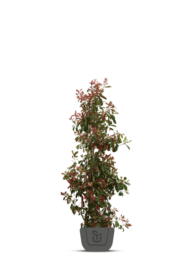 Photinia fr. Red Robin | struik