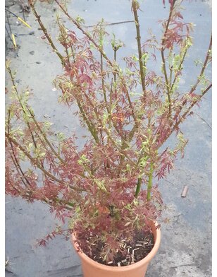 Japanse esdoorn | Acer palmatum Jerre Schwartz