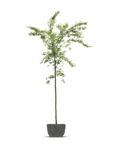 Japanse sierkers | Prunus ser. Sunset Boulevard