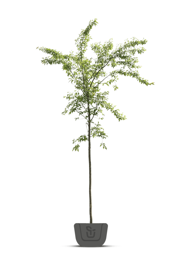 Japanse sierkers | Prunus ser. Sunset Boulevard