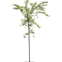 Sierkers | Prunus Spire