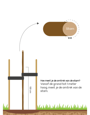 Sierkers | Prunus Spire
