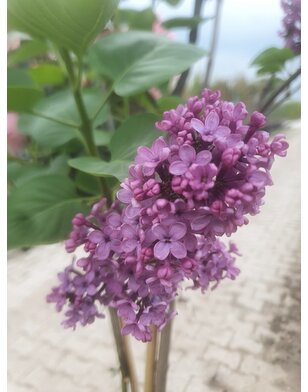 Sering op stam | Syringa in soorten