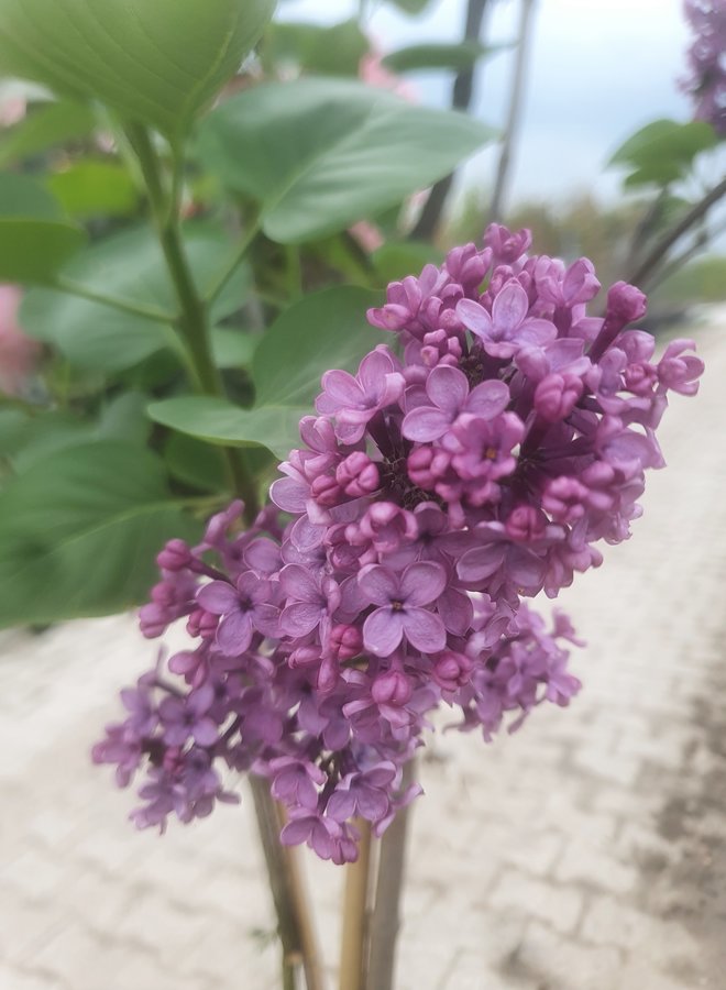 Sering op stam | Syringa in soorten
