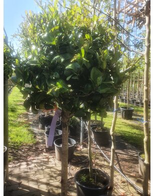 Liguster op stam |  Ligustrum japonicum Texanum