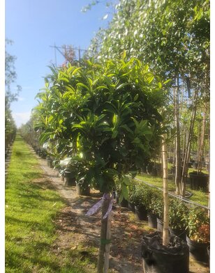 Portugese laurier boom | Prunus Lusitanica Brenelia