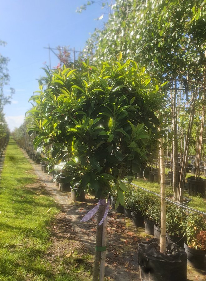Portugese laurier boom | Prunus Lusitanica Brenelia