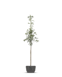 Lijsterbes | Sorbus auc. Fastigiata