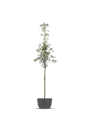 Lijsterbes | Sorbus aucuparia Fastigiata