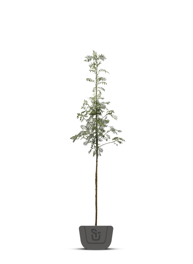 Lijsterbes | Sorbus auc. Fastigiata