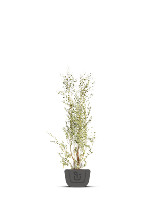 Gomboom | Eucalyptus Gunnii