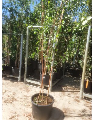 Witte Berk meerstammig | Betula utilis Jacquemontii