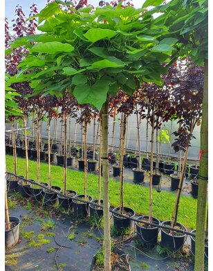 Bolcatalpa  Catalpa bignonioides Nana