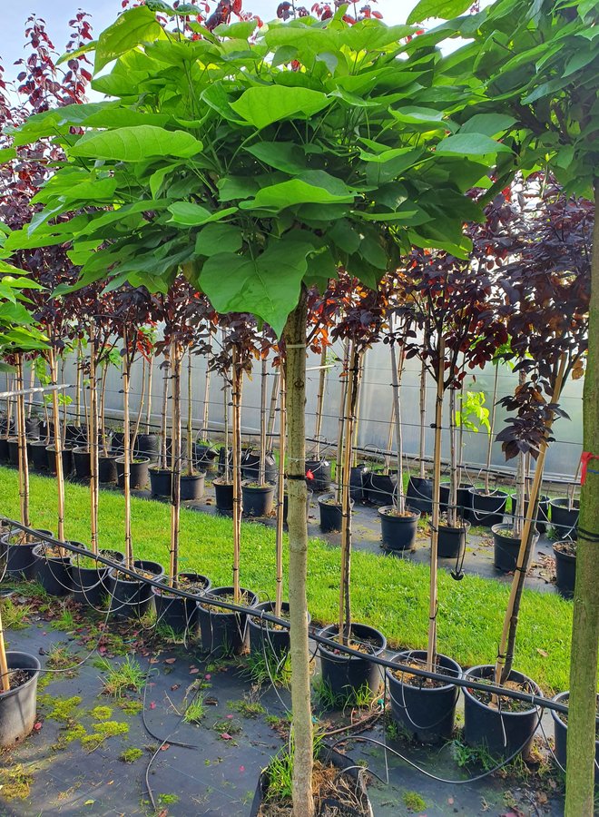 Bolcatalpa  Catalpa bignonioides Nana