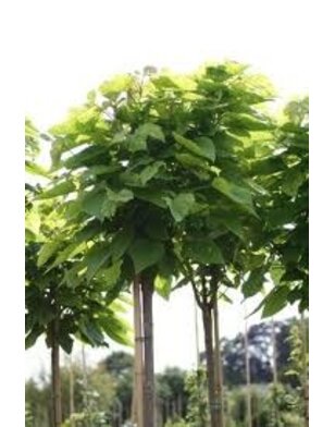 Bolcatalpa  Catalpa bignonioides Nana