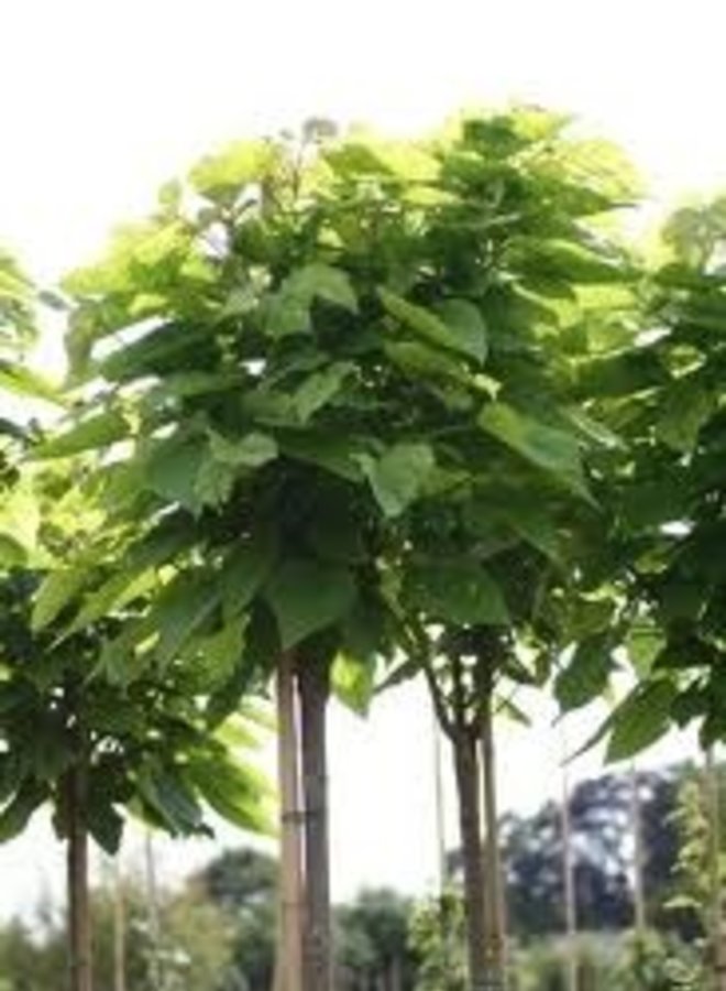 Bolcatalpa  Catalpa bignonioides Nana