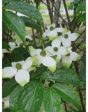 Kornoelje | Cornus kousa