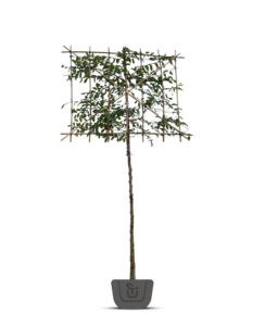 Leihaagbeuk | Carpinus betulus Lucas