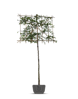 Leihaagbeuk | Carpinus betulus Lucas