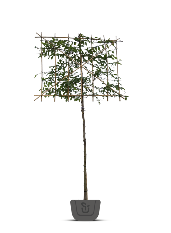 Leihaagbeuk | Carpinus betulus Lucas