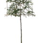 Leihaagbeuk | Carpinus betulus Lucas