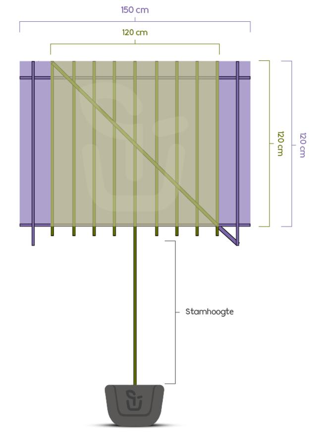 Leihaagbeuk | Carpinus betulus Lucas