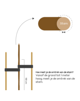 Leihaagbeuk | Carpinus betulus Lucas