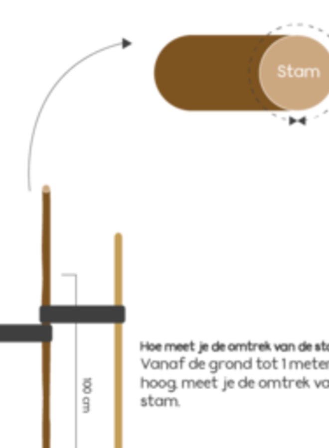 Rode Esdoorn | Acer platanoides Crimson Sentry