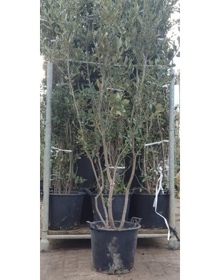 Steeneik | Quercus Ilex | meerstammig