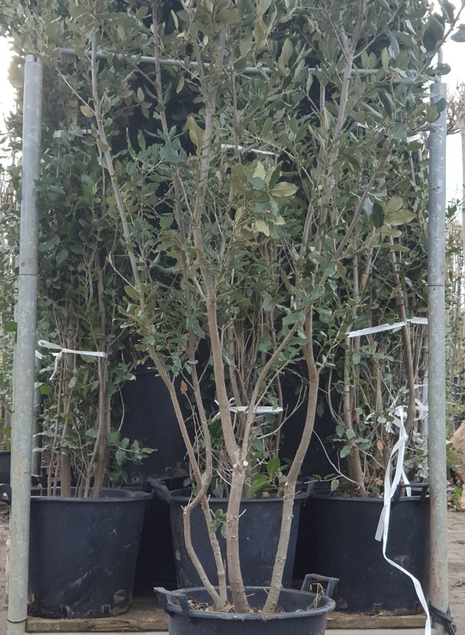 Steeneik | Quercus Ilex | meerstammig