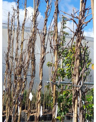 Blauwe regen | Wisteria in soorten