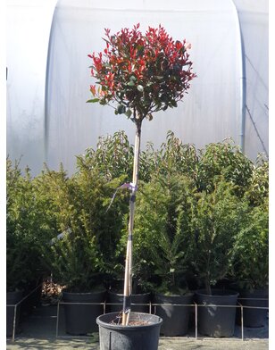 Photinia fraseri Robusta Compacta