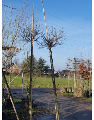 Boleik | Quercus palustris Green Dwarf