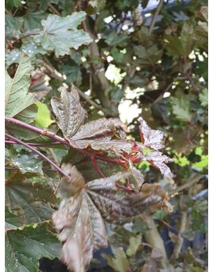Rode Esdoorn | Acer platanoides Crimson Sentry