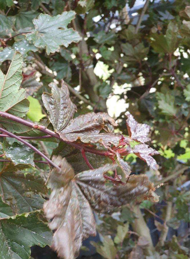 Rode Esdoorn | Acer platanoides Crimson Sentry
