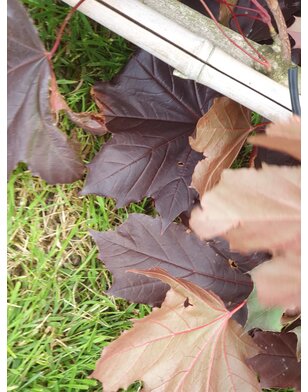 Rode esdoorn | Acer platanoides Royal Red