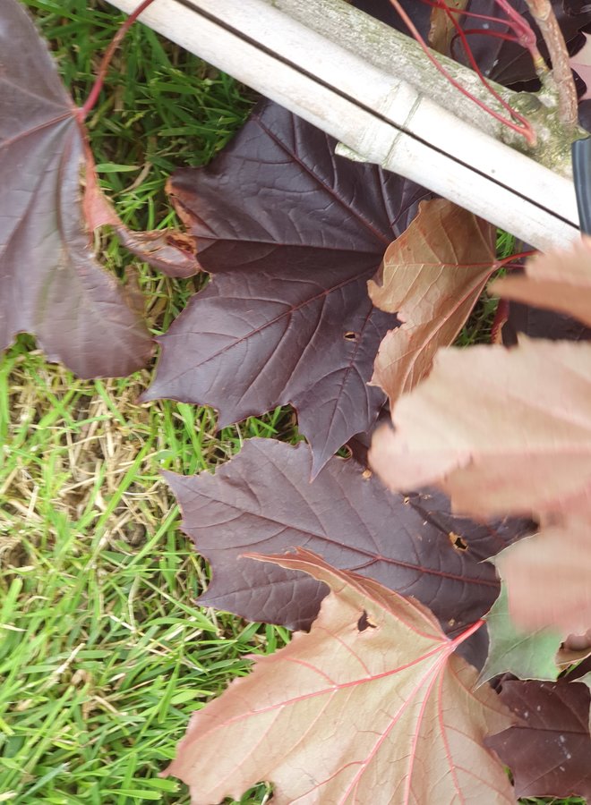 Rode esdoorn | Acer platanoides  Royal Red