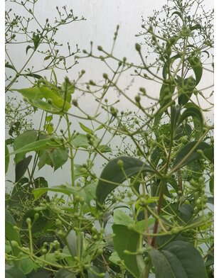 Zevenzonenboom | Heptacodium miconiodes